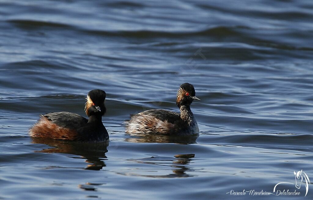 Black-necked Grebe 