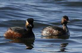 Black-necked Grebe