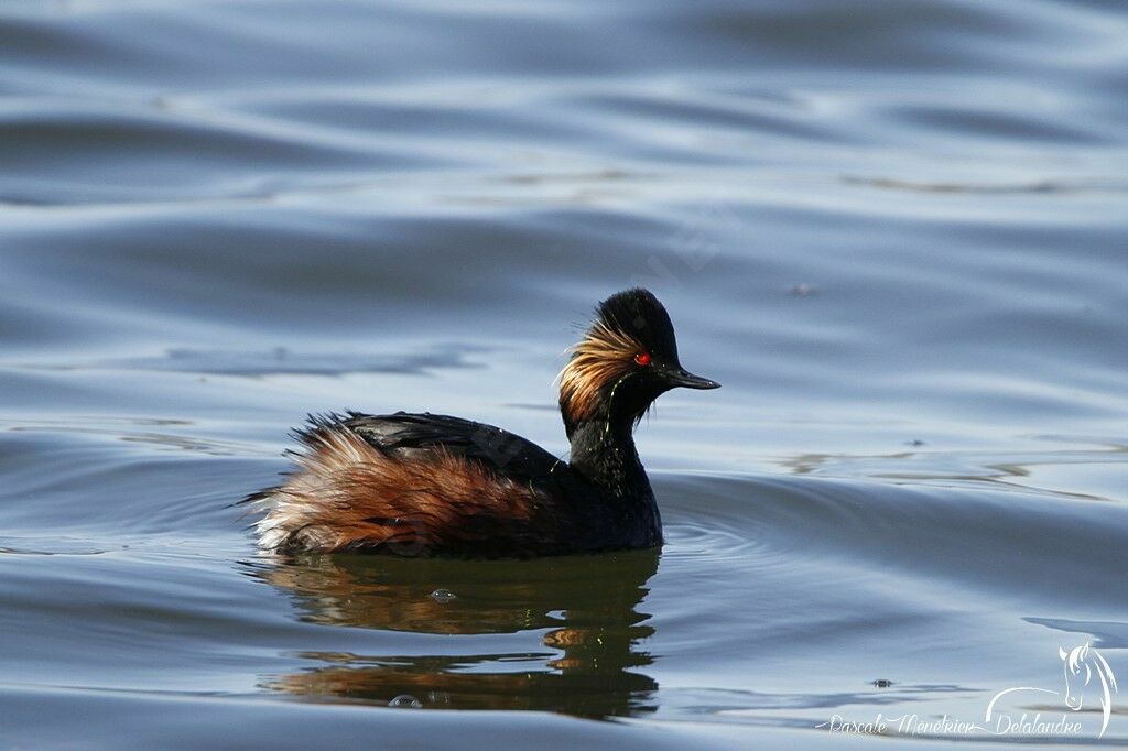 Black-necked Grebe