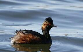 Black-necked Grebe