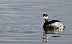 Black-necked Grebe