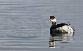 Black-necked Grebe