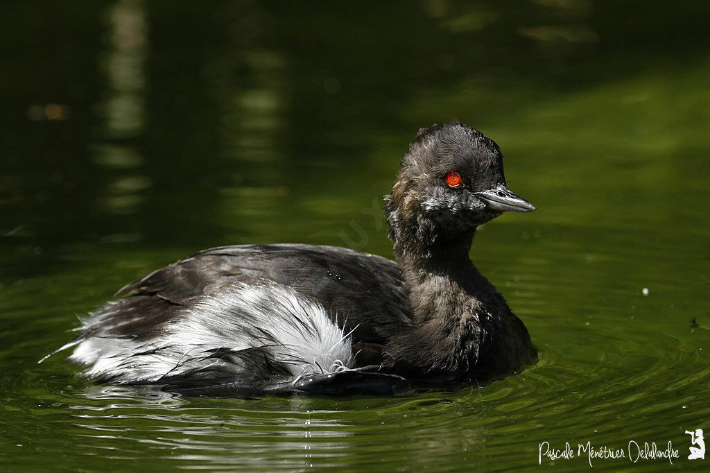 Black-necked Grebe