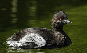 Black-necked Grebe