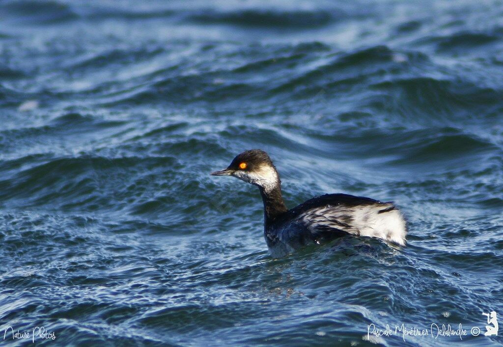 Black-necked Grebe