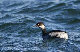 Black-necked Grebe