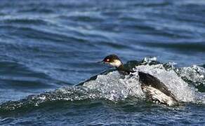 Black-necked Grebe