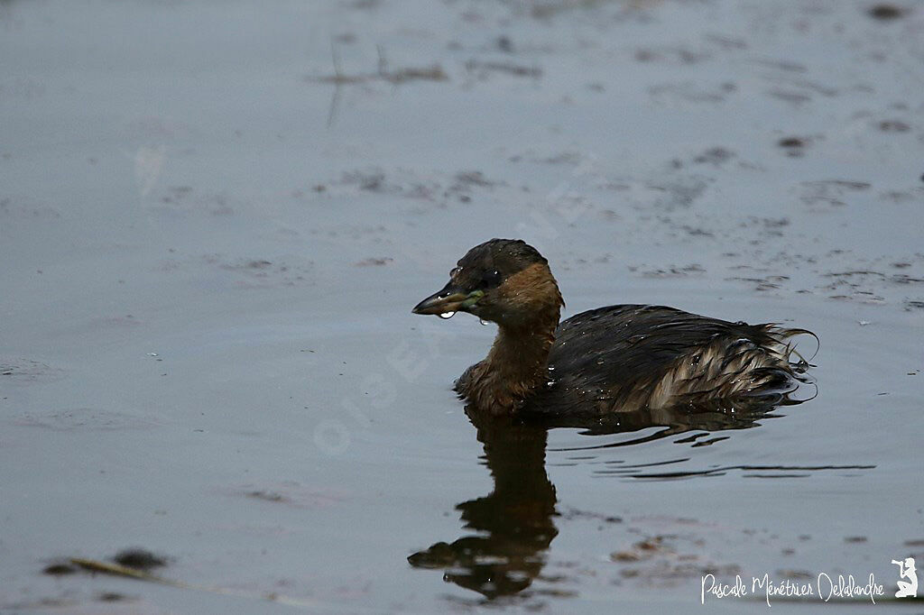 Little Grebe