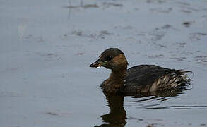 Little Grebe