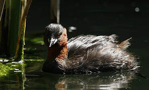 Little Grebe