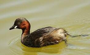 Little Grebe