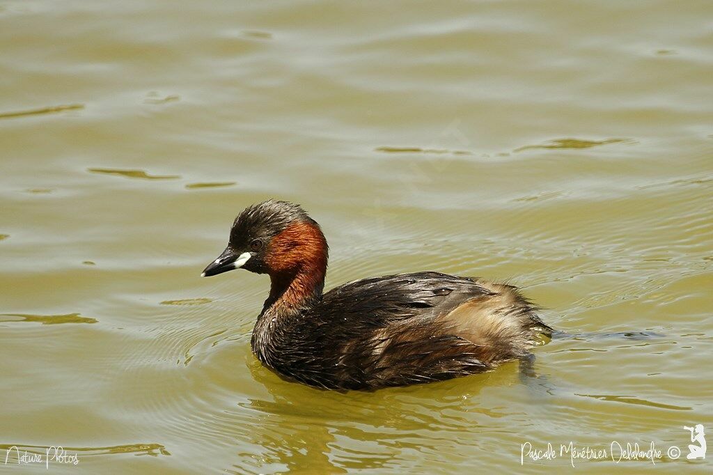 Little Grebe