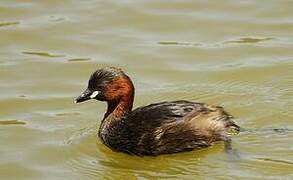 Little Grebe