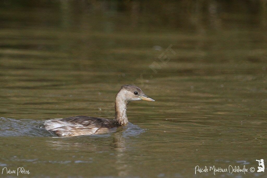 Little Grebejuvenile