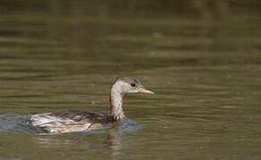 Little Grebe