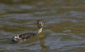 Little Grebe