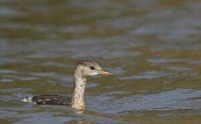 Little Grebe