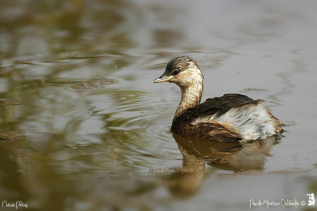 Little Grebe