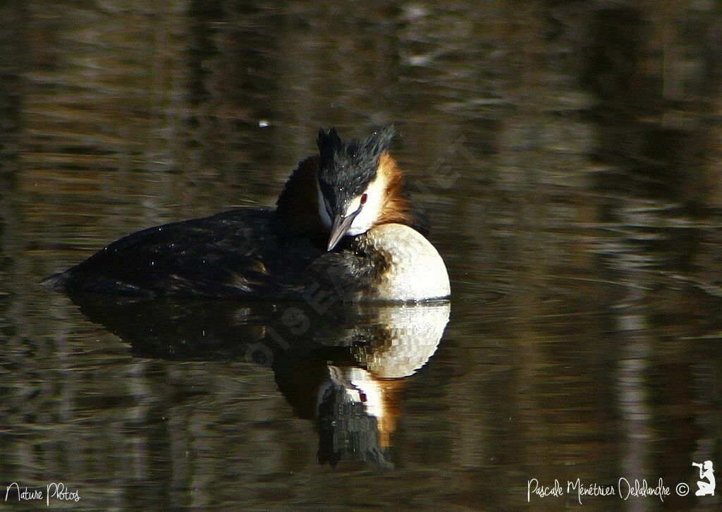 Great Crested Grebeadult