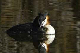 Great Crested Grebe