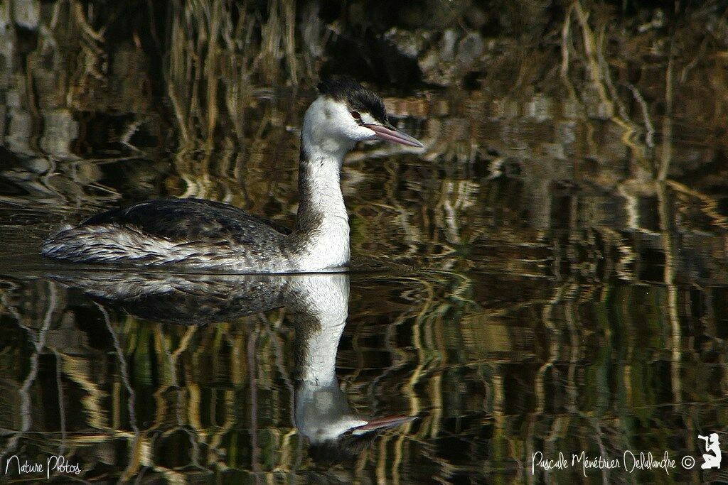 Great Crested Grebejuvenile