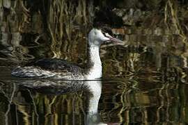 Great Crested Grebe