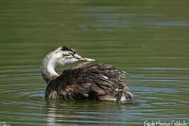 Great Crested Grebe