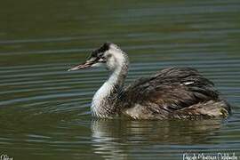 Great Crested Grebe