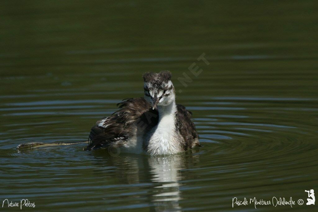 Great Crested Grebe