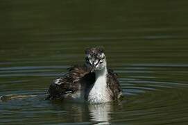 Great Crested Grebe