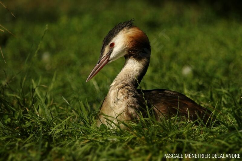 Great Crested Grebe