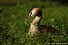 Great Crested Grebe