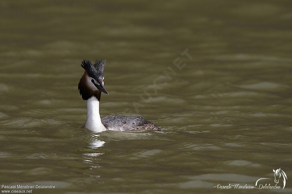 Great Crested Grebe