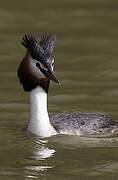 Great Crested Grebe