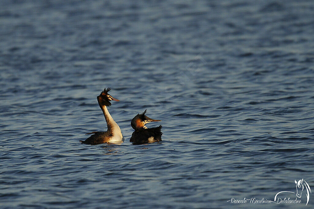 Great Crested Grebe