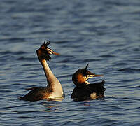 Great Crested Grebe