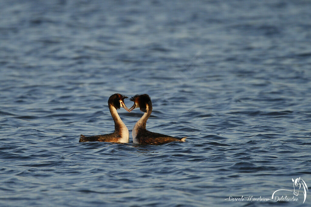 Great Crested Grebe