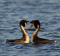 Great Crested Grebe