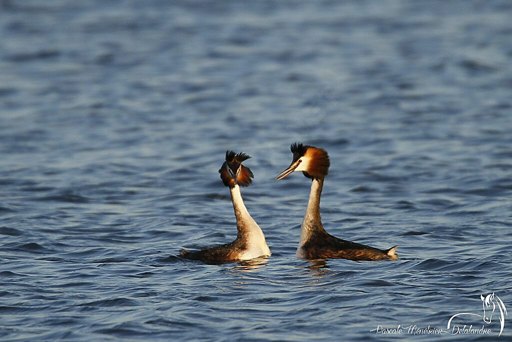 Great Crested Grebe