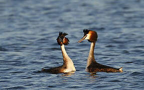 Great Crested Grebe