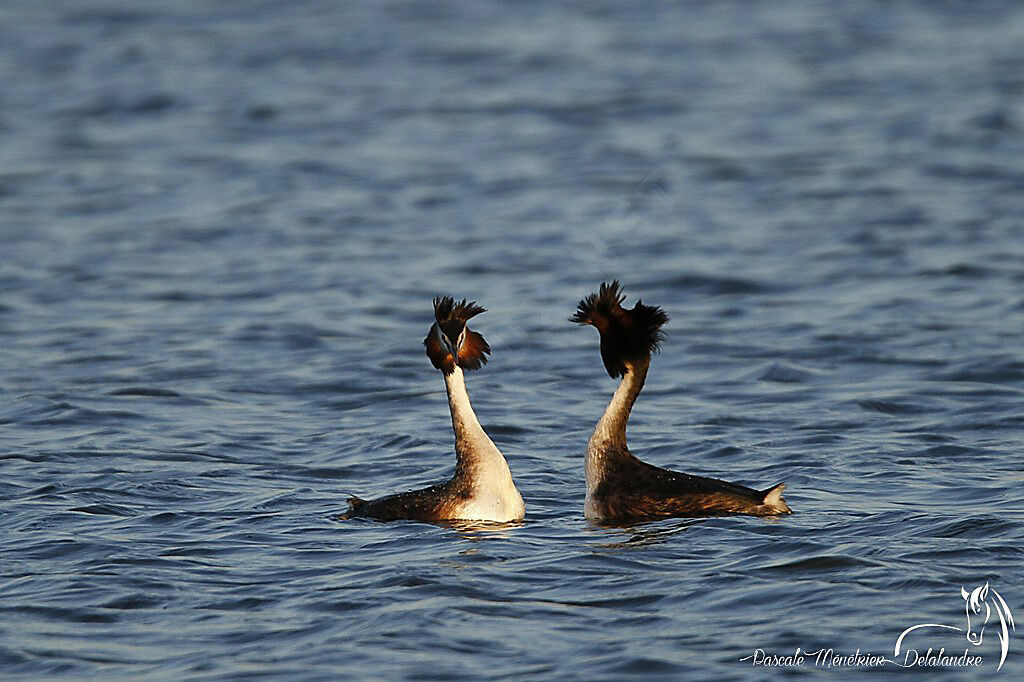 Great Crested Grebe