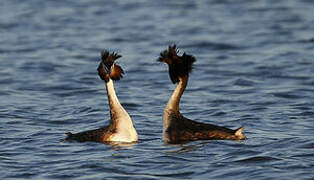 Great Crested Grebe