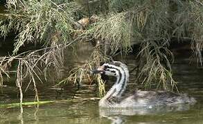 Great Crested Grebe