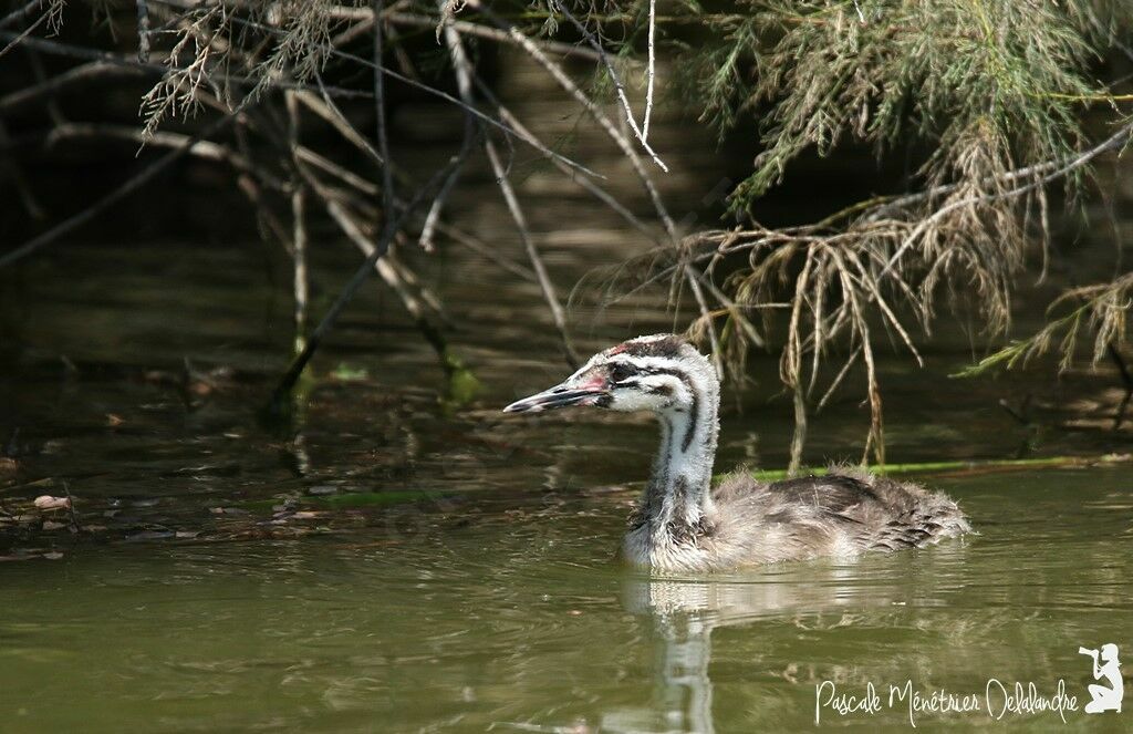 Great Crested Grebejuvenile