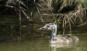 Great Crested Grebe