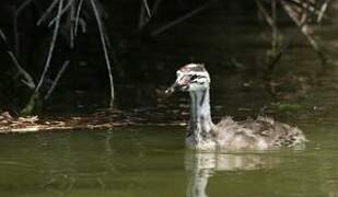 Great Crested Grebe