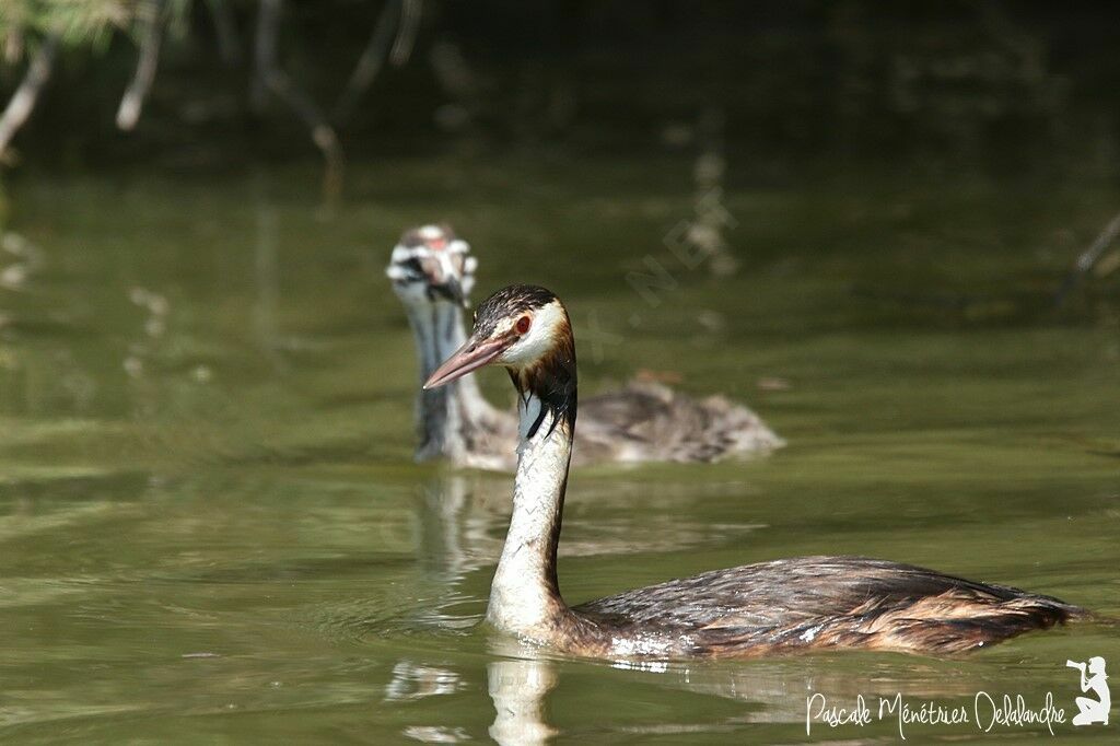 Great Crested Grebe