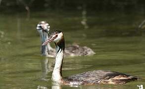 Great Crested Grebe