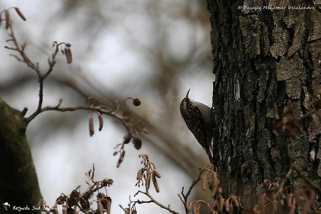 Short-toed Treecreeper