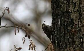 Short-toed Treecreeper